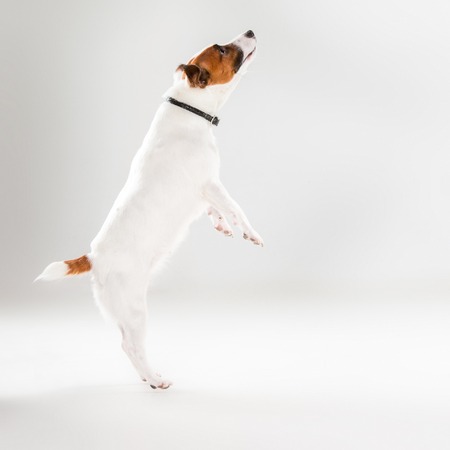 Small Jack Russell Terrier playing on white backgroundの写真素材
