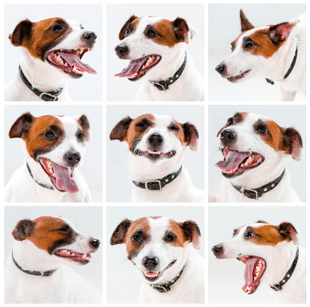 Small Jack Russell Terrier sitting on white background. Collageの写真素材