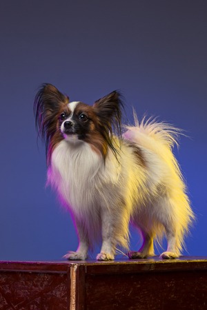 Studio portrait of a small yawning puppy Papillonの写真素材