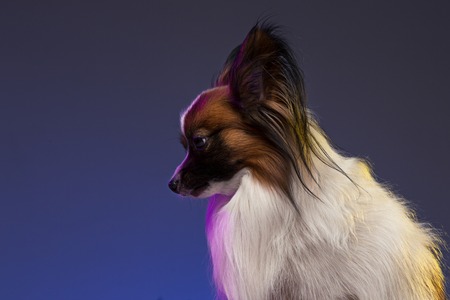 Studio portrait of a small yawning puppy Papillonの写真素材