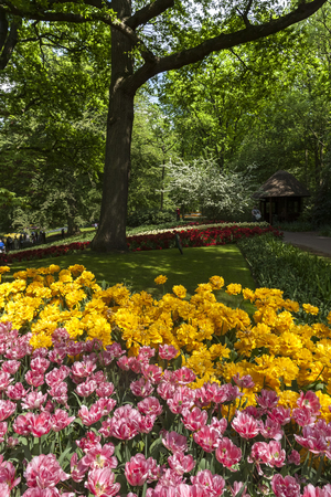 The tulip field in Netherlandsの写真素材