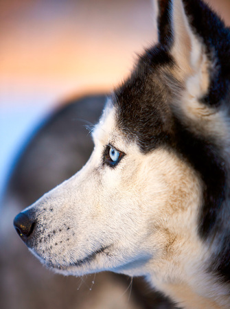 Portrait of Siberian Huskyの写真素材