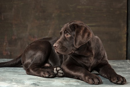 The portrait of a black Labrador dog taken against a dark backdrop.の写真素材