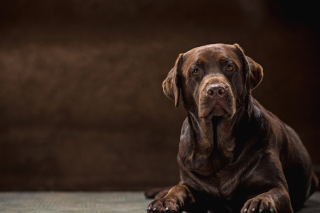 The portrait of a black Labrador dog taken against a dark backdrop.の写真素材