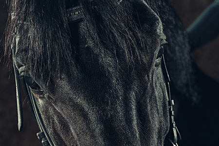 Eyes horses muzzle as a background backdrop or wallpaper.の写真素材