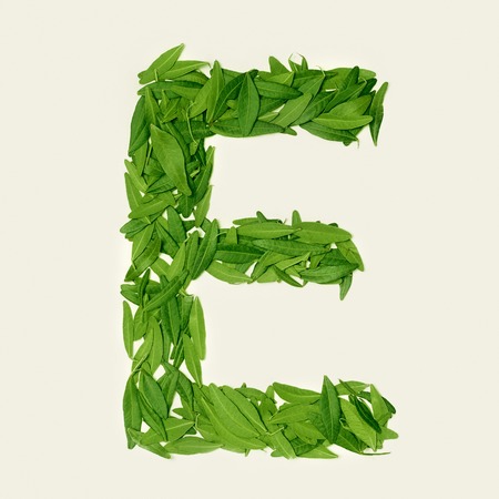 The green dry tea leaf, letter E on white background, top viewの写真素材
