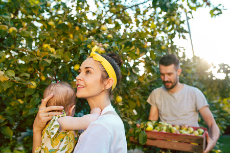 The happy young family during picking apples in a garden outdoorsの写真素材