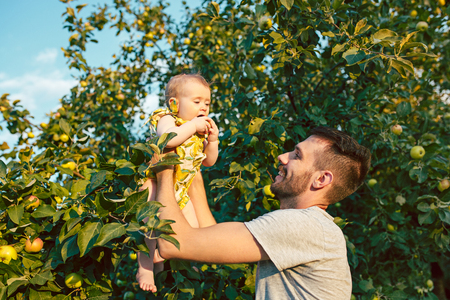 The happy young family during picking apples in a garden outdoorsの写真素材