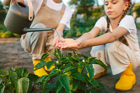 The happy family in garden. Water from a watering can is poured on a pepper on a bedの写真素材