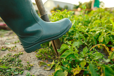 farming, gardening, agriculture and people conceptの写真素材