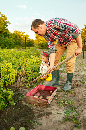 farming, gardening, agriculture and people concept - young man planting potatoes at garden or farmの写真素材