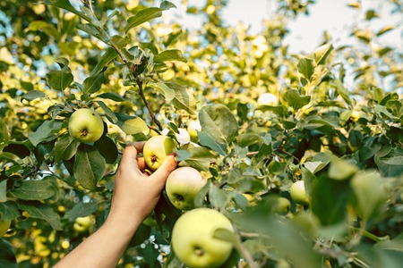 The male hand during picking apples in a garden outdoors. Love, family, lifestyle, harvest concept....