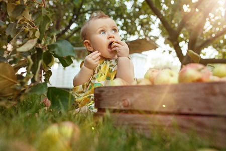 The happy young baby girl during picking apples in a garden outdoorsの写真素材