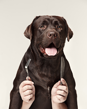 The collage with chocolate labrador and male hands. dog holding fork and spoon for eating isolated on white background. emotions of animals conceptの写真素材