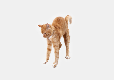 The red serious cat isolated on a white background at studio. The animals emotions conceptの写真素材