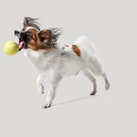 Studio portrait of a small yawning puppy Papillon on gray studio background. The animals emotions...