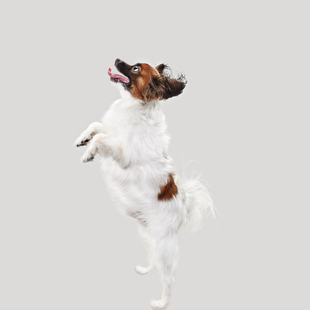 Studio portrait of a small yawning puppy Papillon on gray studio background. The animals emotions conceptの写真素材