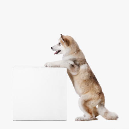 Husky malamute puppy sitting at profile isolated on white studioの写真素材