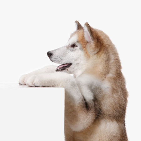 Husky malamute puppy sitting at profile isolated on white studioの写真素材
