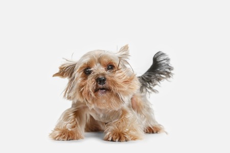 Yorkshire terrier at studio against a white backgroundの写真素材