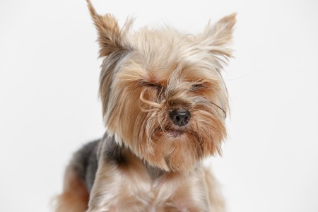 Yorkshire terrier at studio against a white backgroundの写真素材