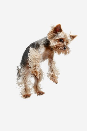 Yorkshire terrier at studio against a white backgroundの写真素材