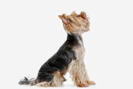 Yorkshire terrier at studio against a white backgroundの写真素材