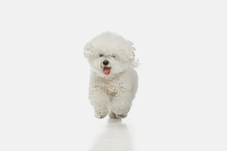 A dog of Bichon frize breed isolated on white color studioの写真素材