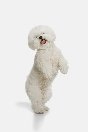 A dog of Bichon frize breed isolated on white color studioの写真素材