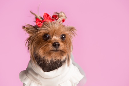 Yorkshire terrier mini - a head shot, against a pink studio backgroundの写真素材