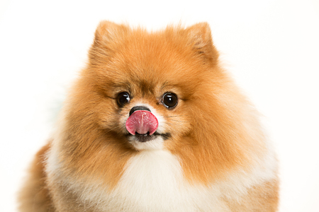 The cute Little young pomeranian cob isolated over white studio backgroundの写真素材