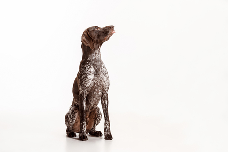 German Shorthaired Pointer - Kurzhaar puppy dog isolated on white studio backgroundの写真素材