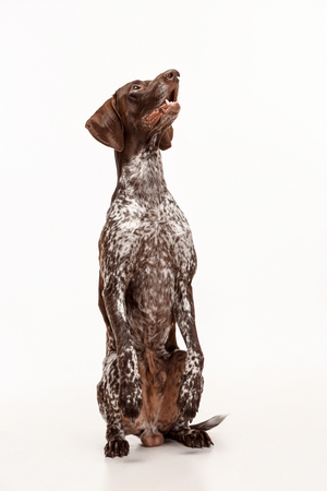 German Shorthaired Pointer - Kurzhaar puppy dog isolated on white studio backgroundの写真素材