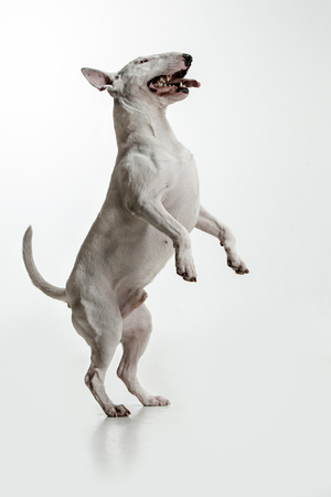 Bull Terrier type Dog on white studio backgroundの写真素材