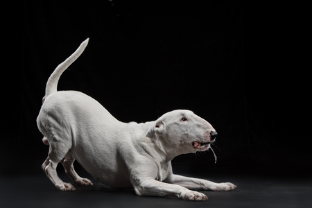 Bull Terrier type Dog on black studio backgroundの写真素材