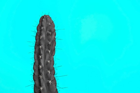 Cactus Fashion Set Design. Minimal Stillife. Trendy Bright Colors. The black plant on blue backgroundの写真素材
