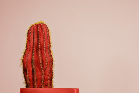 Cactus Fashion Set Design. Minimal Stillife. Trendy Bright Colors. red plant on pink backgroundの写真素材