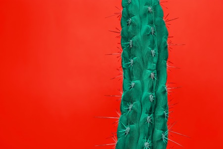Cactus Fashion Set Design. Minimal Stillife. Trendy Bright Colors. Green plant on red backgroundの写真素材