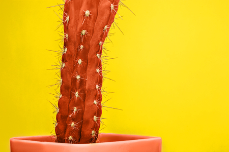 Cactus Fashion Set Design. Minimal Stillife. Trendy Bright Colors. The red plant on yellow backgroundの写真素材