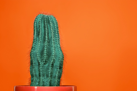 Cactus Fashion Set Design. Minimal Stillife. Trendy Bright Colors. Green plant on red backgroundの写真素材