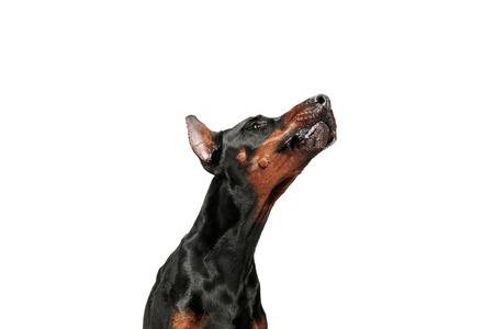 Doberman dog Isolated on white background in studio. The domestic pet conceptの写真素材