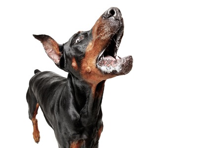 Doberman dog Isolated on white background in studio. The domestic pet conceptの写真素材