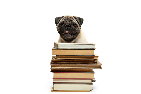 The smart intelligent pug puppy dog sitting down between piles of books isolated on whiteの写真素材