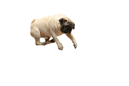 Cute pet dog pug breed jumping with happiness feeling so funny and making serious faceの写真素材
