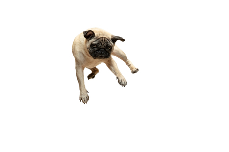Cute pet dog pug breed jumping with happiness feeling so funny and making serious face.の写真素材