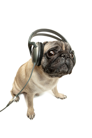 The dog listening to music in headphones.の写真素材