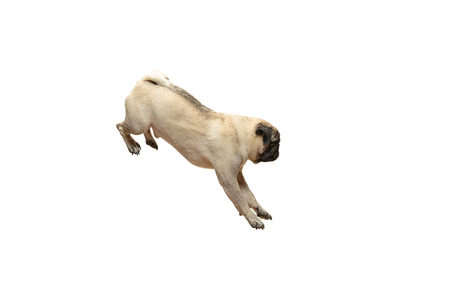 Cute pet dog pug breed jumping with happiness feeling so funny and making serious face.の写真素材