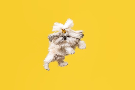 Shih-tzu puppy wearing orange bow. Cute doggy or pet is jumping isolated on yellow background. The Chrysanthemum Dog. Negative space to insert your text or image.