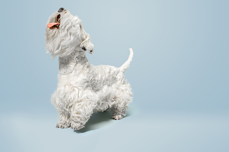 Groomed terrier puppy with fluffy fur. Cute white little doggy or pet is playing and running isolated on blue background. Studio photoshot. Negative space to insert your text or image.の写真素材