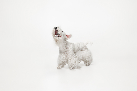 Groomed terrier puppy with fluffy fur. Cute white little doggy or pet is playing and running isolated on white background. Studio photoshot. Negative space to insert your text or image.の写真素材